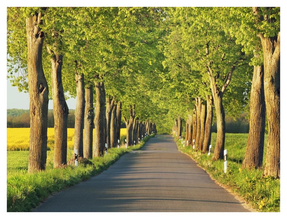Lime tree alley, Mecklenburg Lake District, Germany-Paper Art-42"x32"