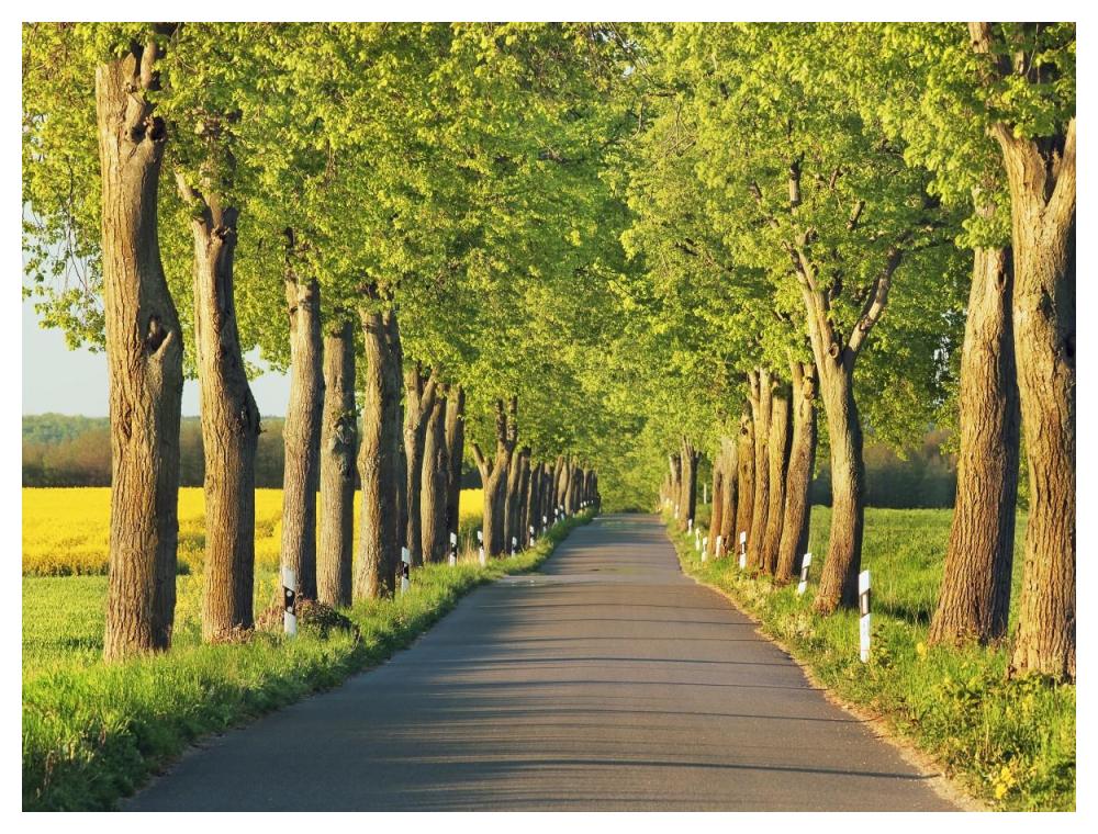 Lime tree alley, Mecklenburg Lake District, Germany-Paper Art-50"x38"