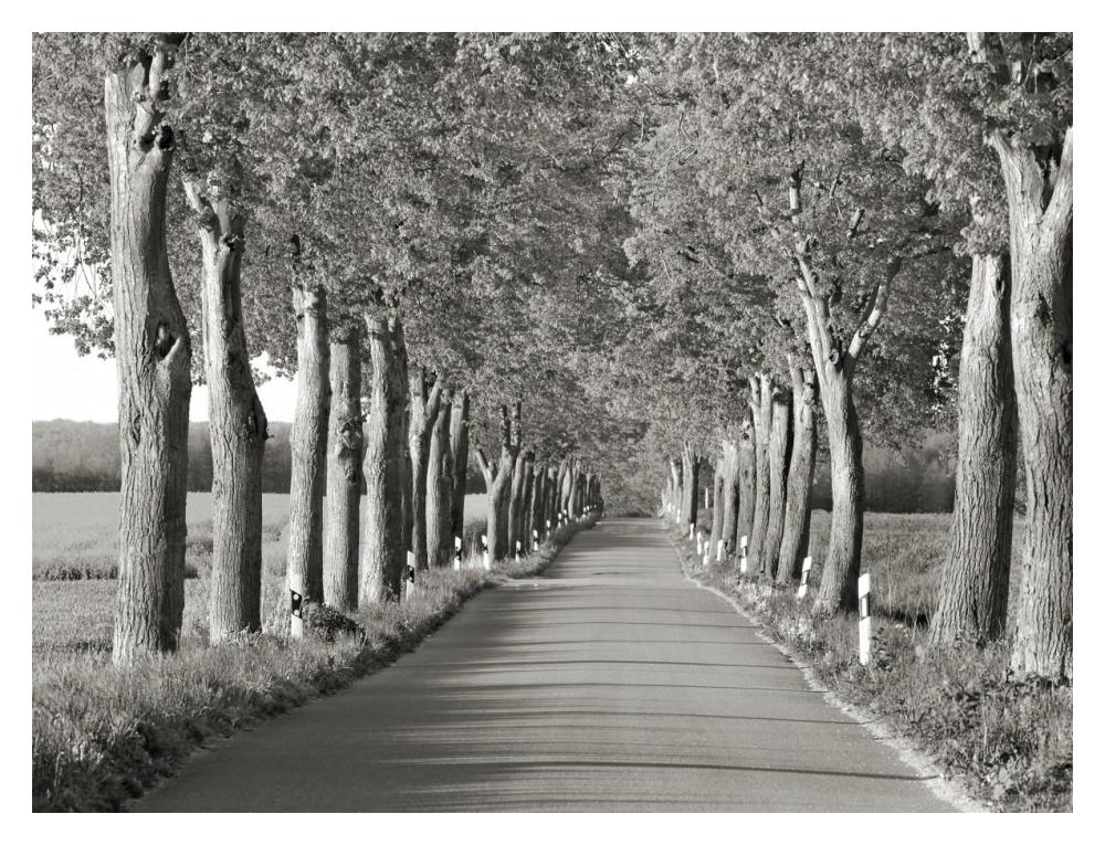 Lime tree alley, Mecklenburg Lake District, Germany-Paper Art-18"x14"