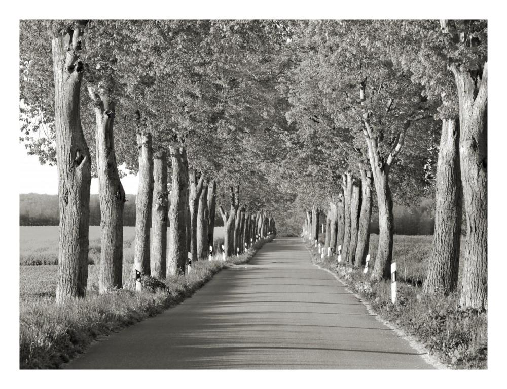 Lime tree alley, Mecklenburg Lake District, Germany-Paper Art-26"x20"