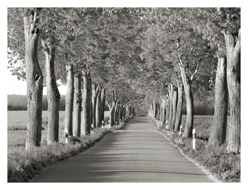 Lime tree alley, Mecklenburg Lake District, Germany-Paper Art-34"x26"