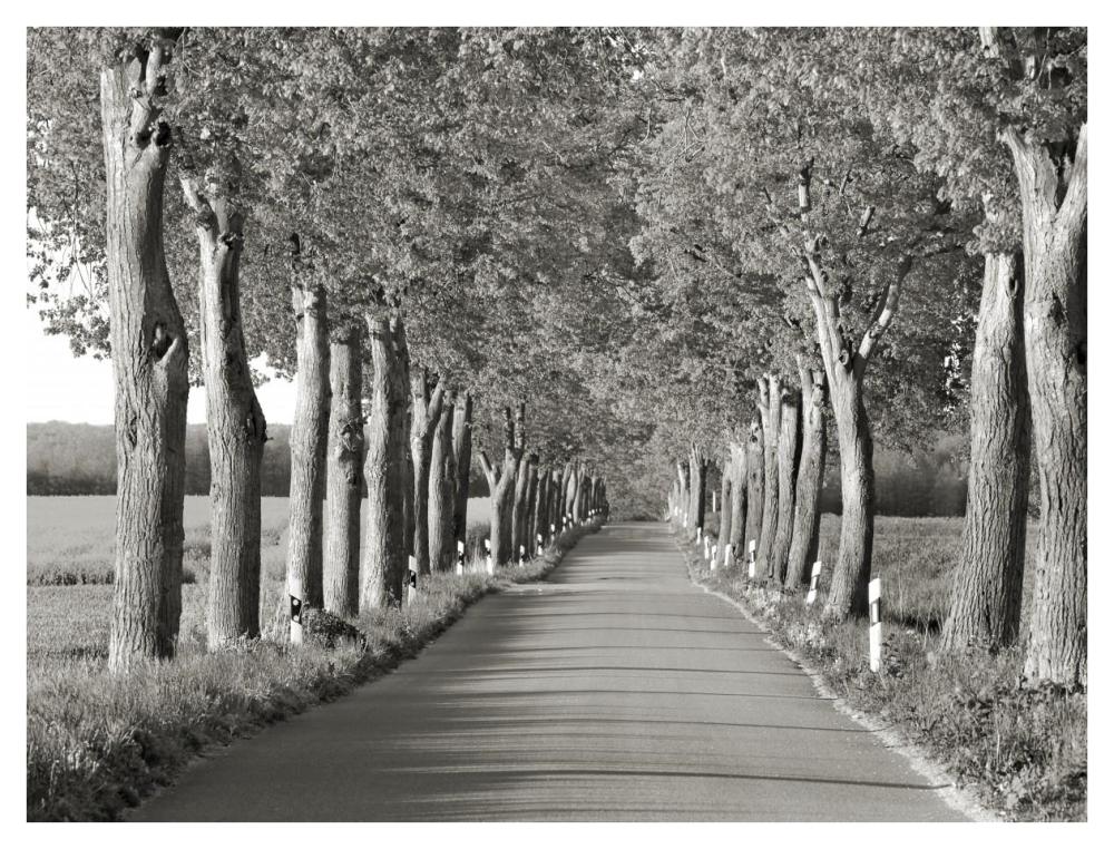 Lime tree alley, Mecklenburg Lake District, Germany-Paper Art-42"x32"