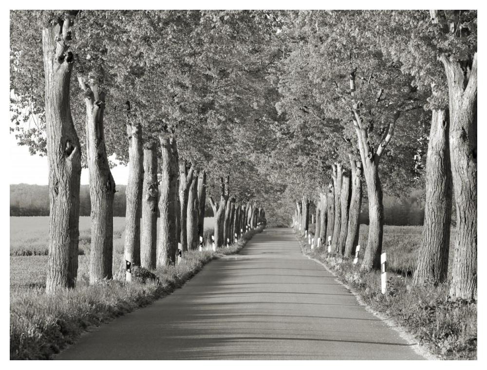 Lime tree alley, Mecklenburg Lake District, Germany-Paper Art-50"x38"