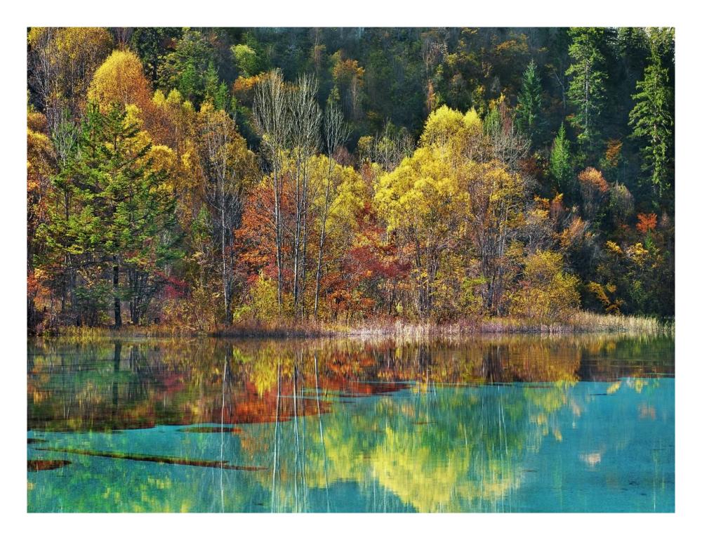 Forest in autumn colours, Sichuan, China-Paper Art-26"x20"