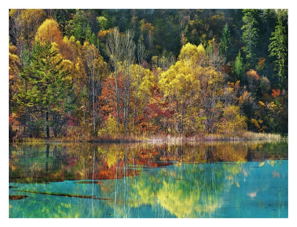 Forest in autumn colours, Sichuan, China-Paper Art-34"x26"
