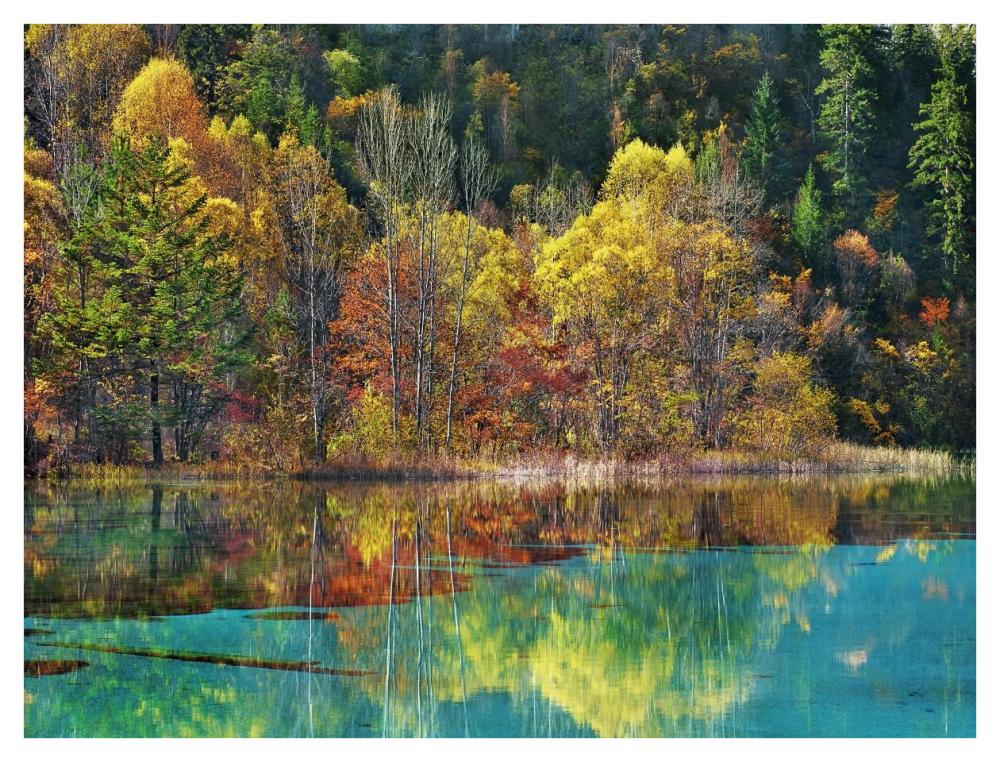 Forest in autumn colours, Sichuan, China-Paper Art-42"x32"