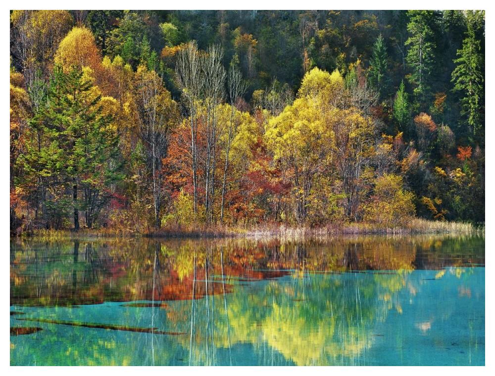 Forest in autumn colours, Sichuan, China-Paper Art-50"x38"