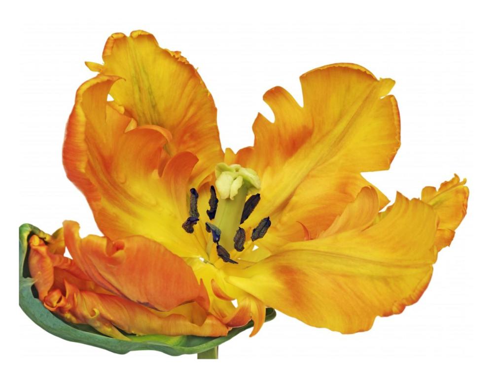 Parrot tulip close-up-Paper Art-26"x20"