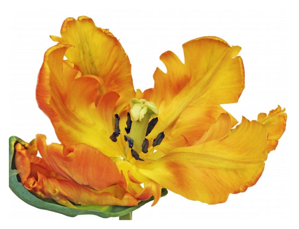 Parrot tulip close-up-Paper Art-34"x26"