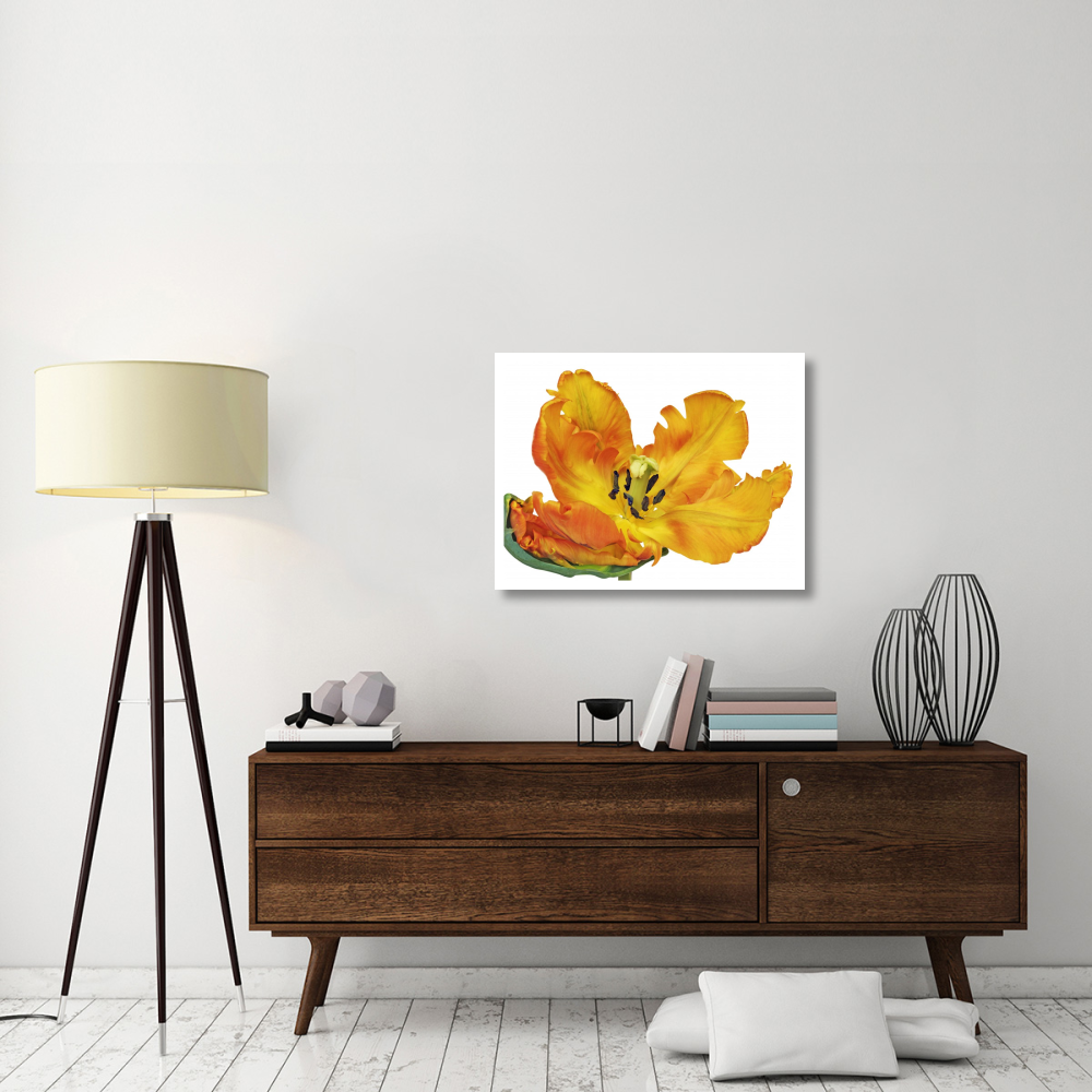 Parrot tulip close-up-Paper Art-34&quotx26"