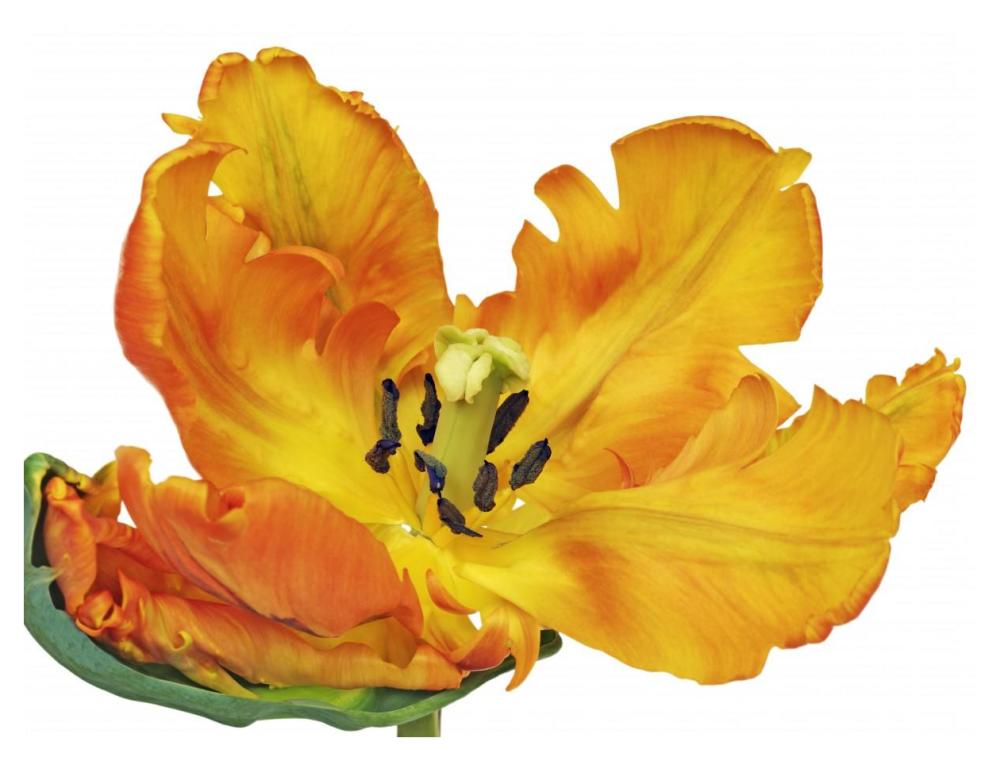 Parrot tulip close-up-Paper Art-42"x32"