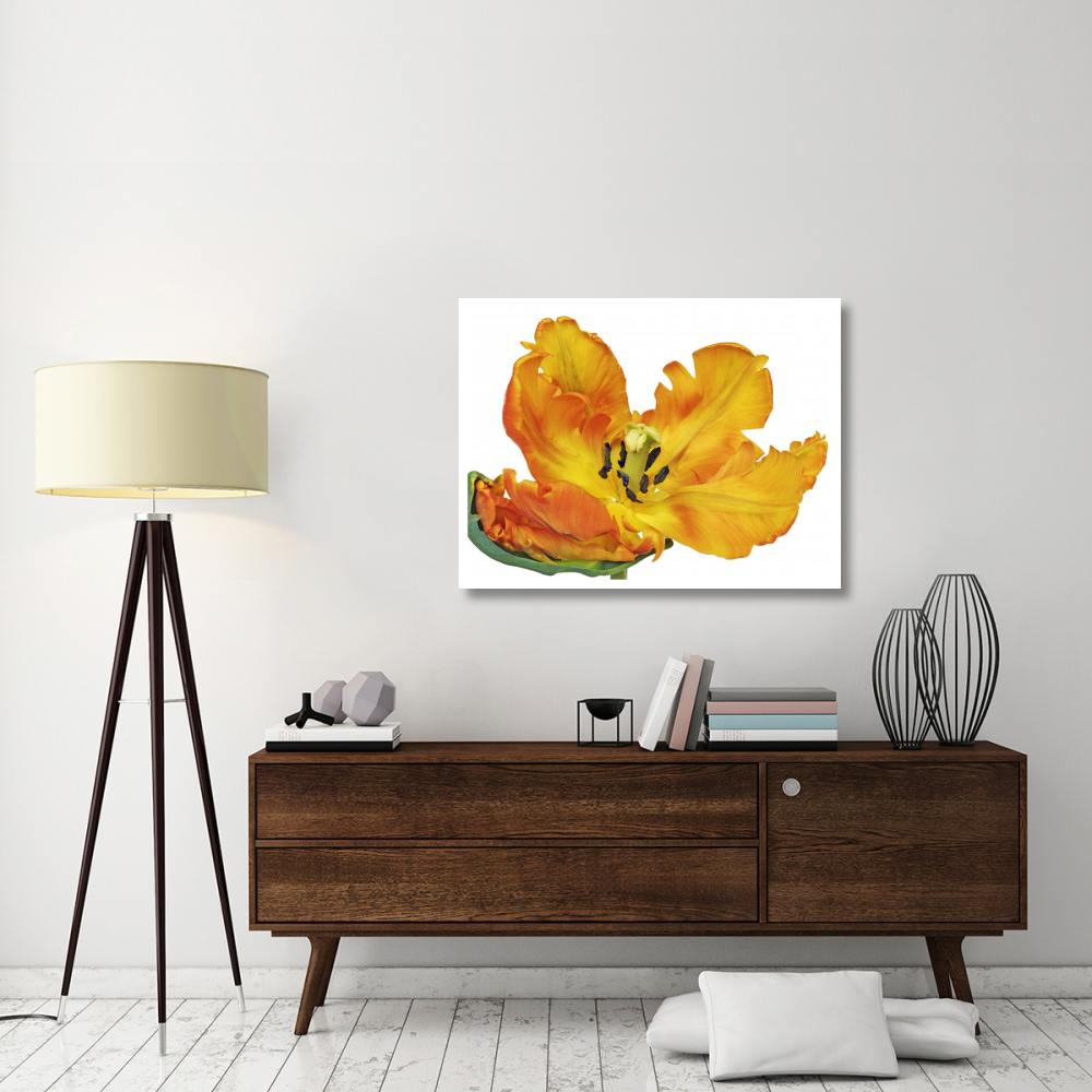 Parrot tulip close-up-Paper Art-42&quotx32"