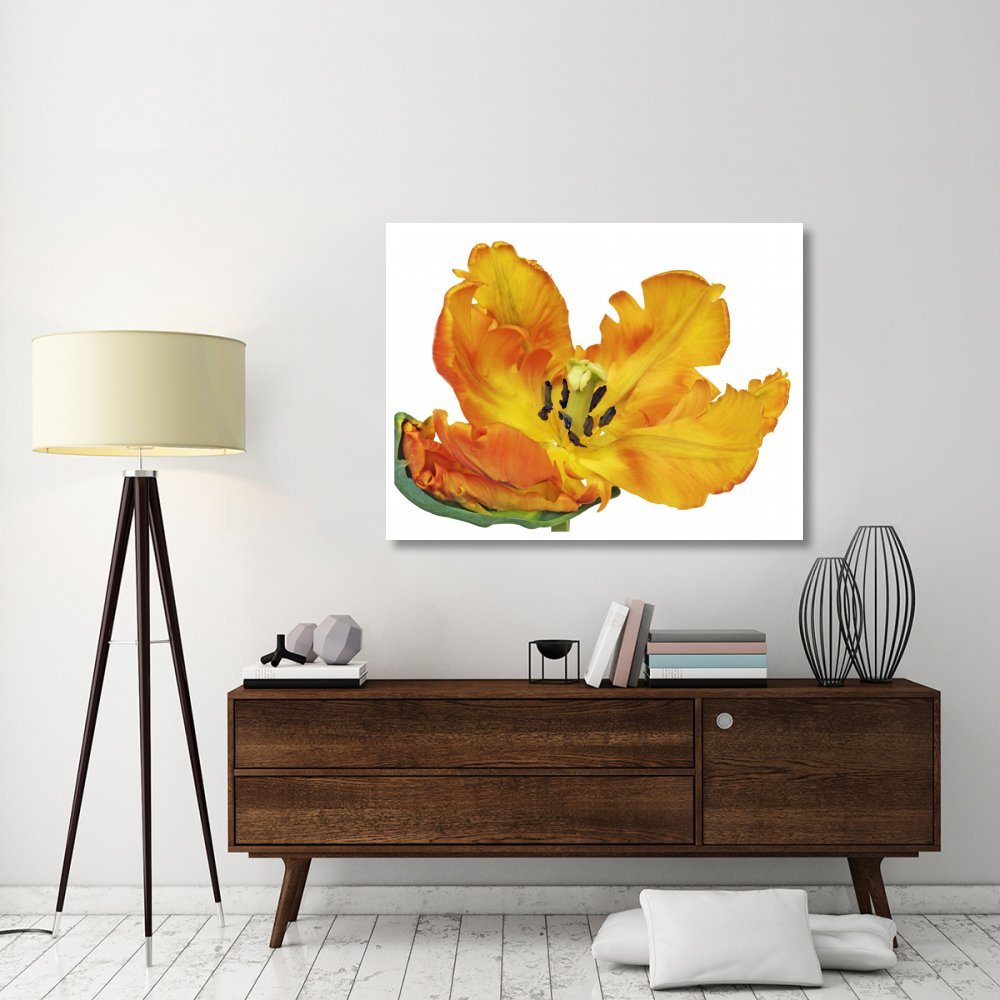 Parrot tulip close-up-Paper Art-50&quotx38"