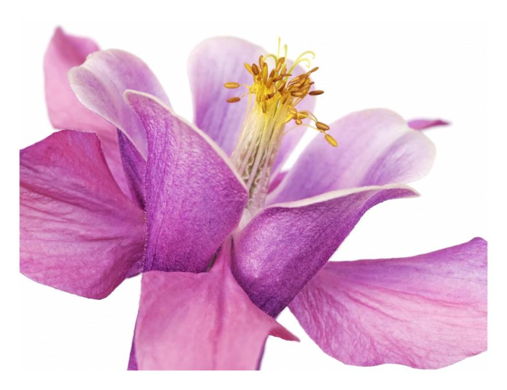 Dark columbine close-up-Paper Art-26"x20"