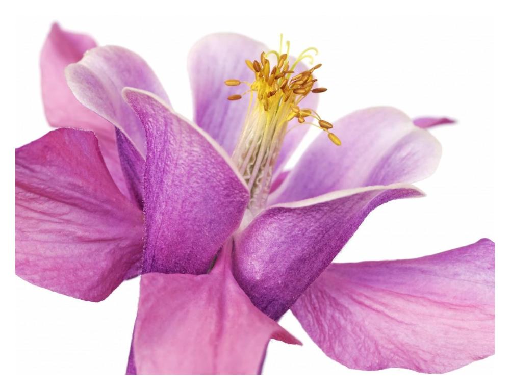 Dark columbine close-up-Paper Art-34"x26"