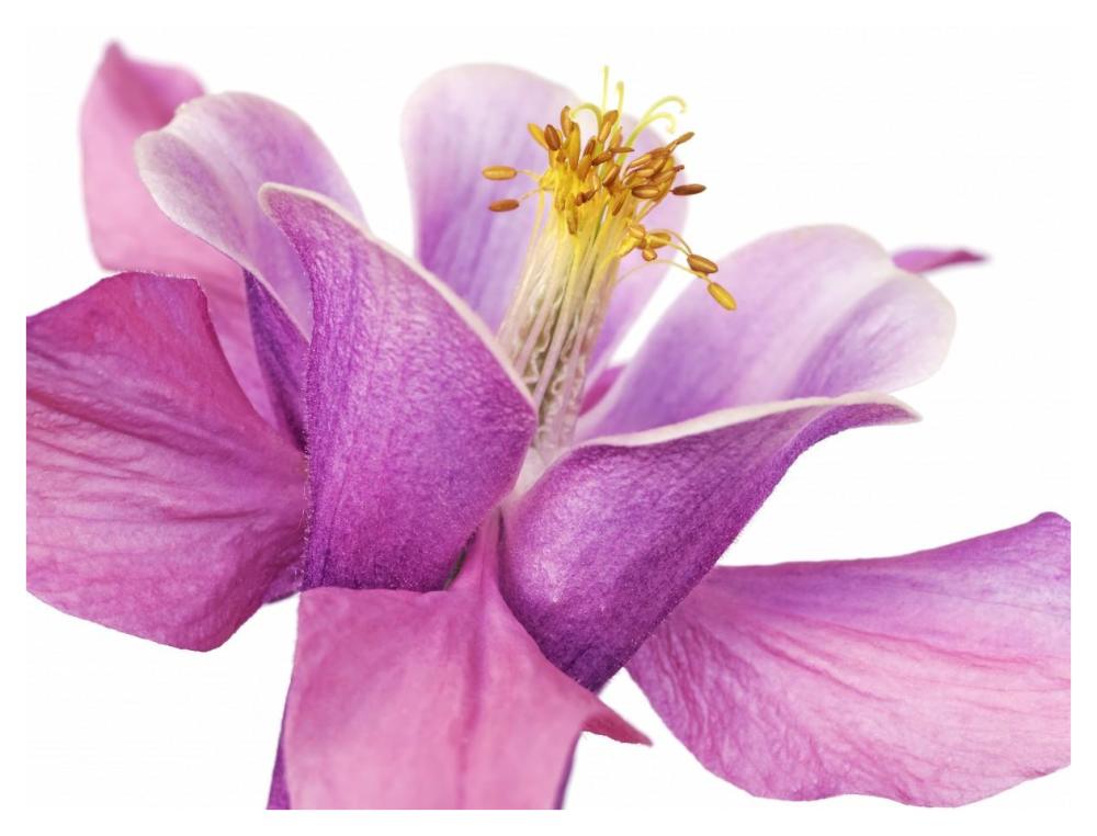Dark columbine close-up-Paper Art-42"x32"
