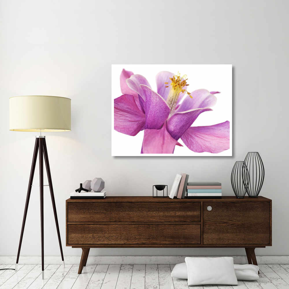 Dark columbine close-up-Paper Art-50&quotx38"