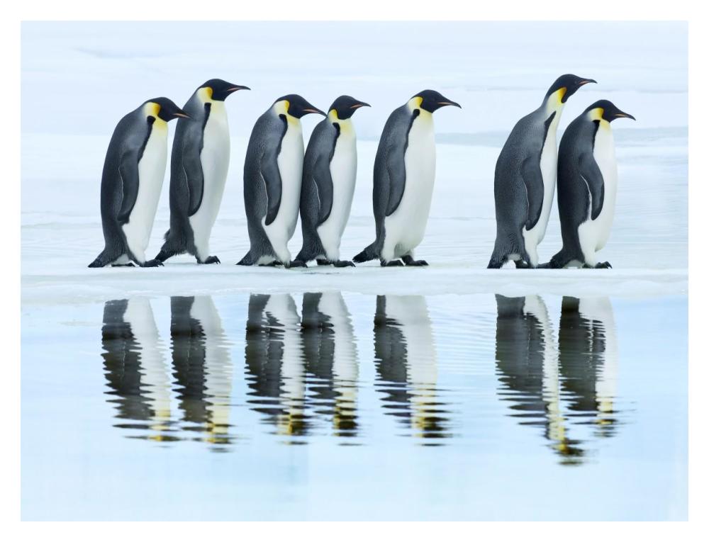 Emperor penguin group, Antarctica-Paper Art-18"x14"