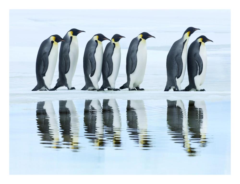 Emperor penguin group, Antarctica-Paper Art-26"x20"