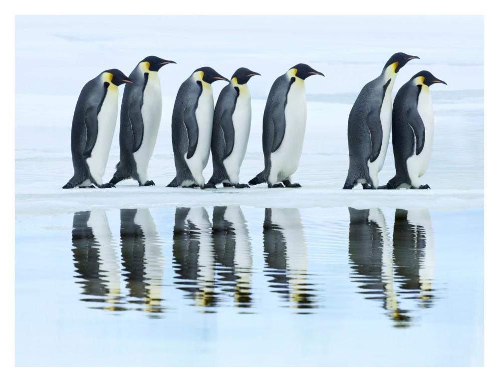 Emperor penguin group, Antarctica-Paper Art-34"x26"