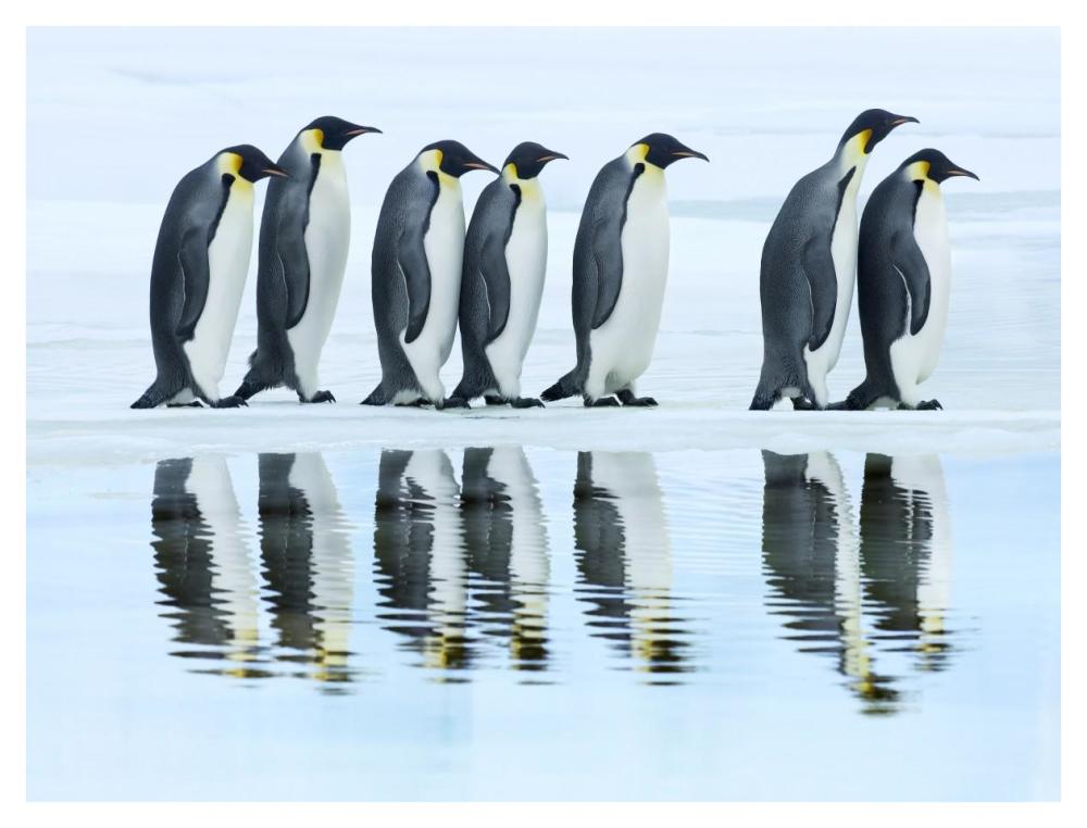 Emperor penguin group, Antarctica-Paper Art-42"x32"