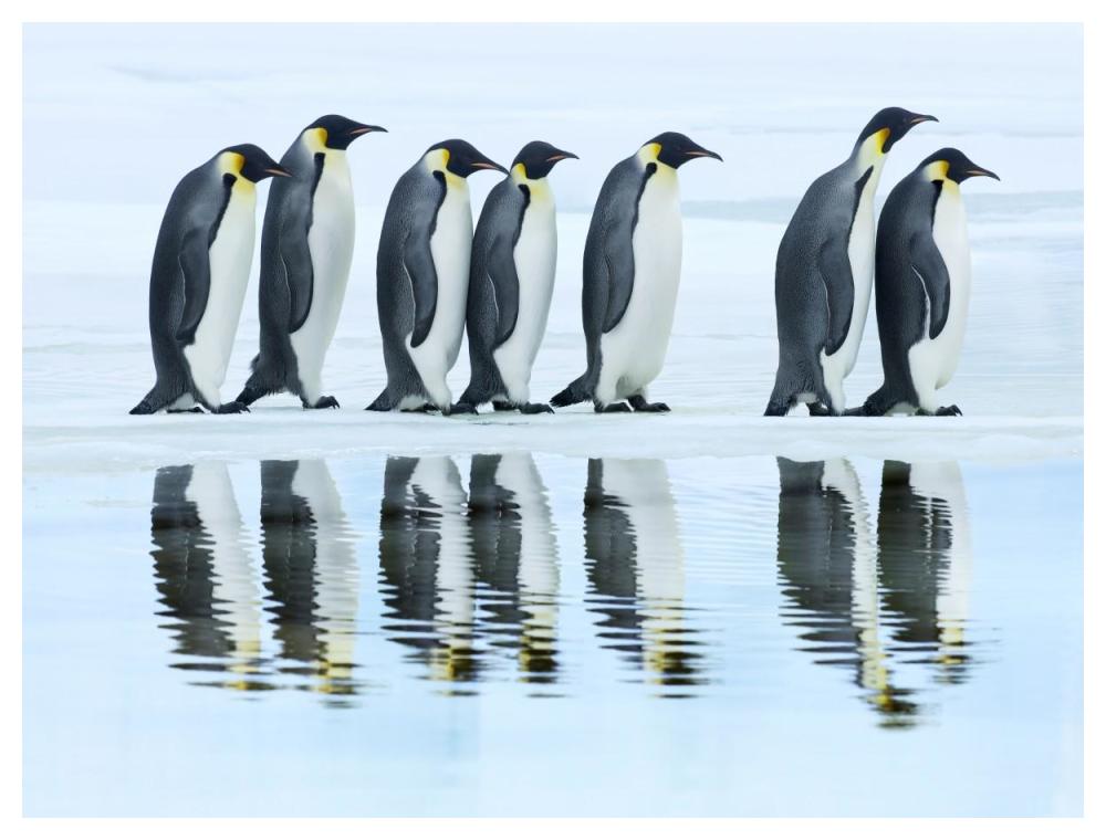 Emperor penguin group, Antarctica-Paper Art-50"x38"