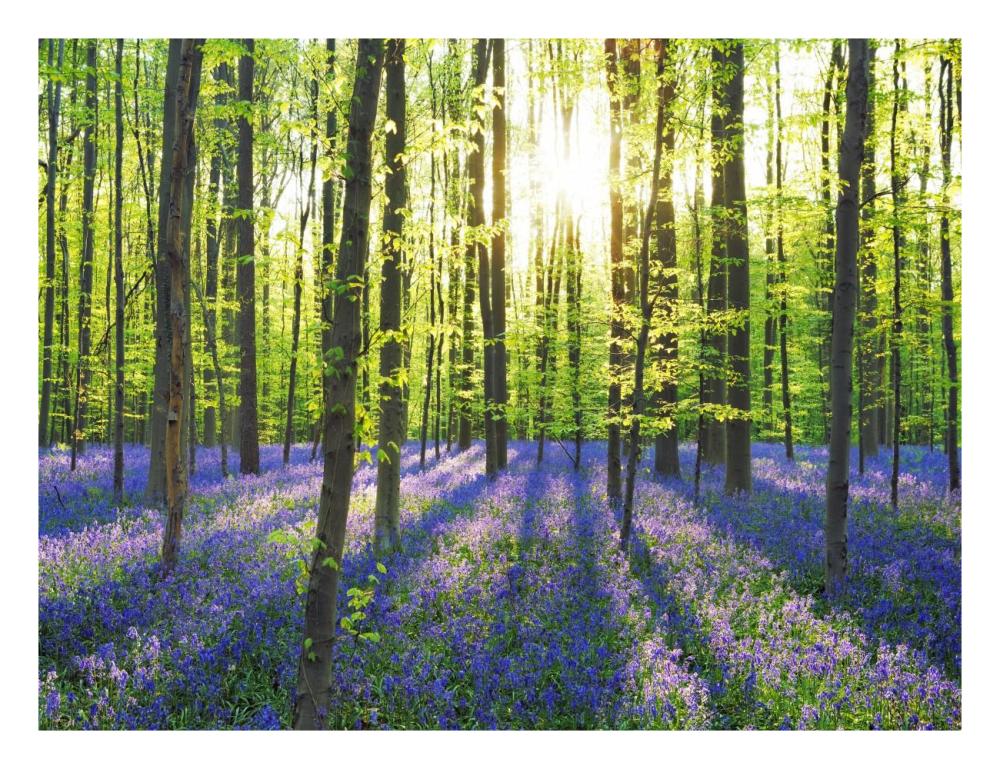 Beech forest with bluebells, Belgium-Paper Art-26"x20"