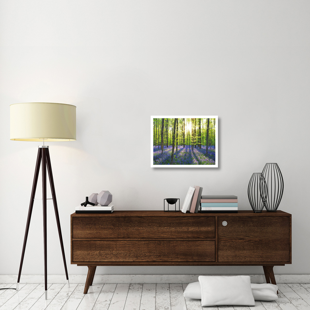 Beech forest with bluebells, Belgium-Paper Art-26&quotx20"
