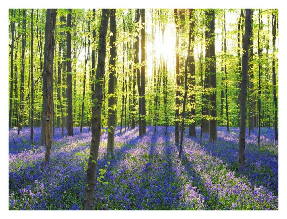 Beech forest with bluebells, Belgium-Paper Art-34"x26"
