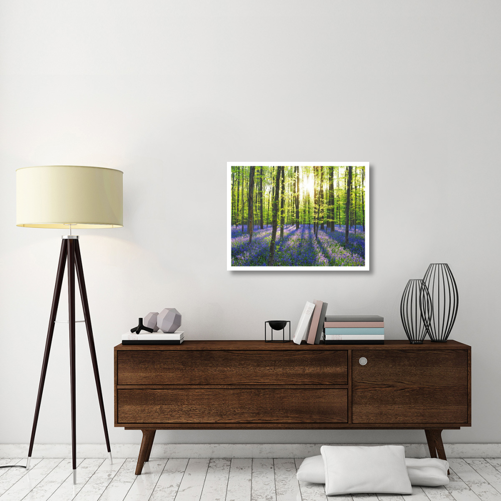 Beech forest with bluebells, Belgium-Paper Art-34&quotx26"