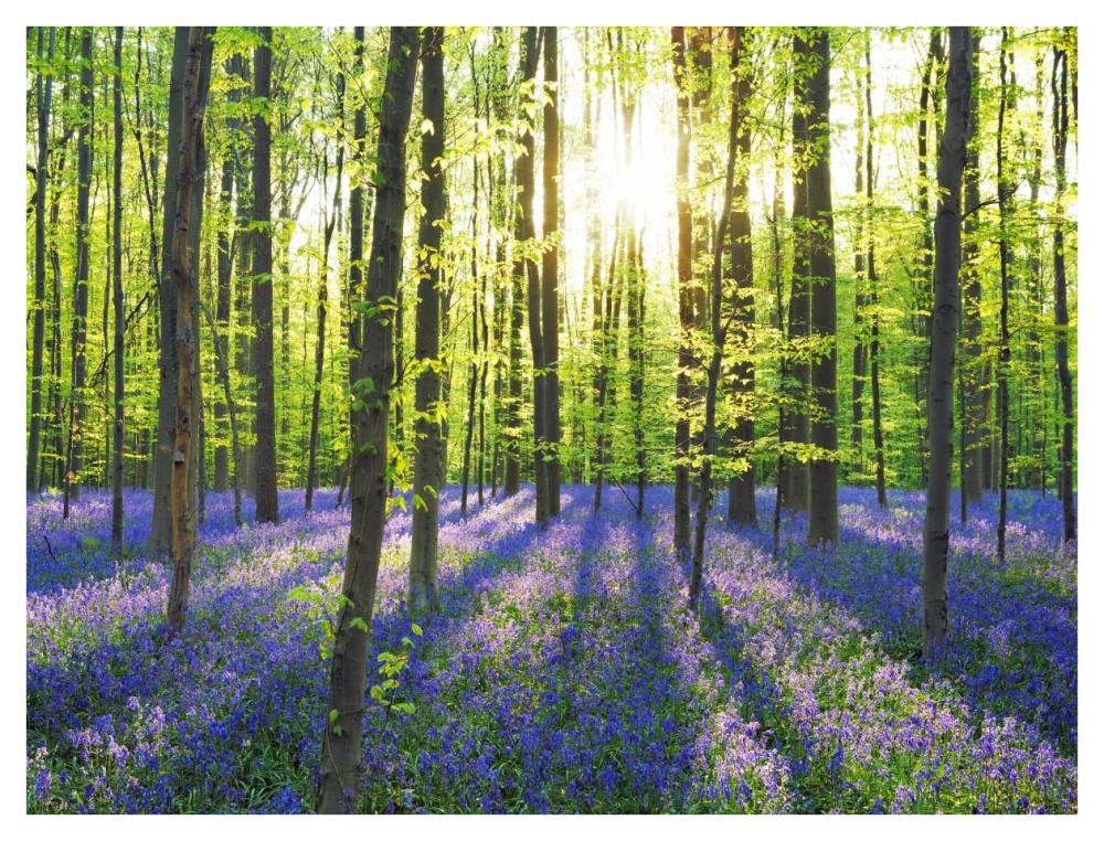 Beech forest with bluebells, Belgium-Paper Art-42"x32"