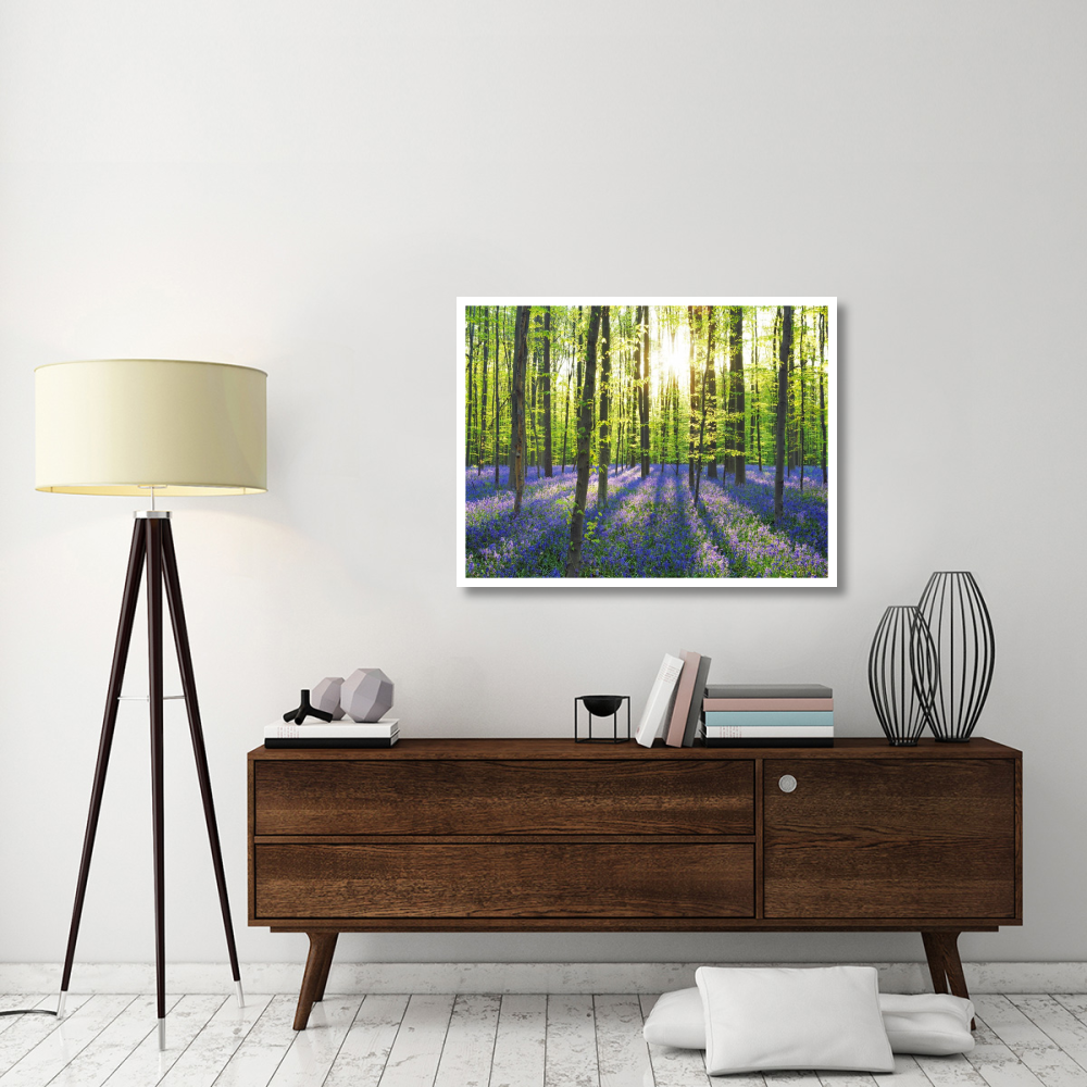 Beech forest with bluebells, Belgium-Paper Art-42&quotx32"