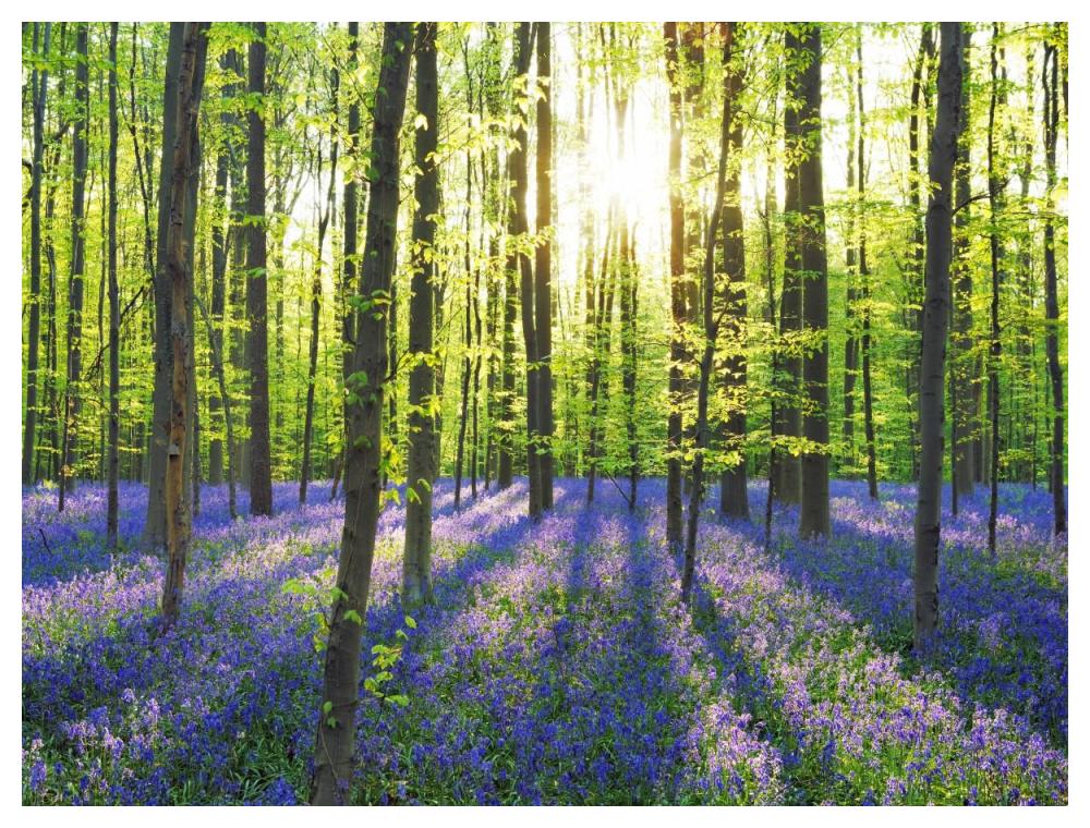Beech forest with bluebells, Belgium-Paper Art-50"x38"
