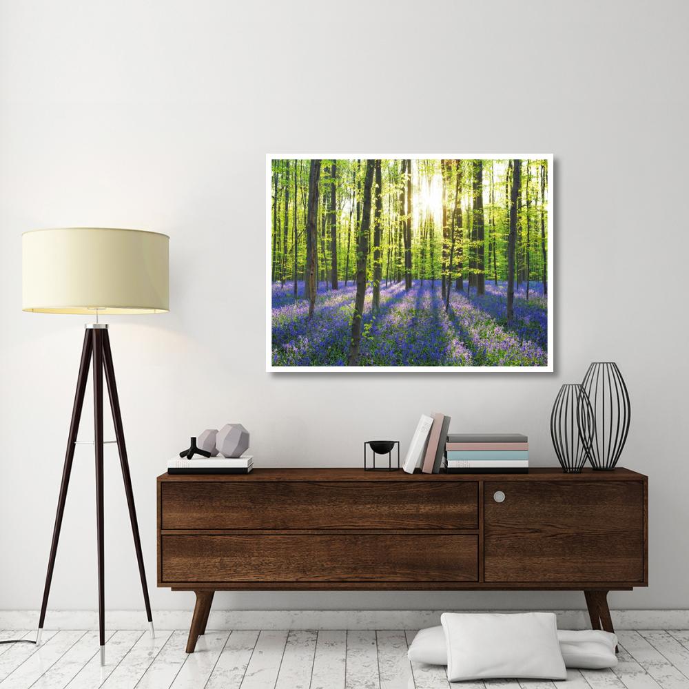Beech forest with bluebells, Belgium-Paper Art-50&quotx38"