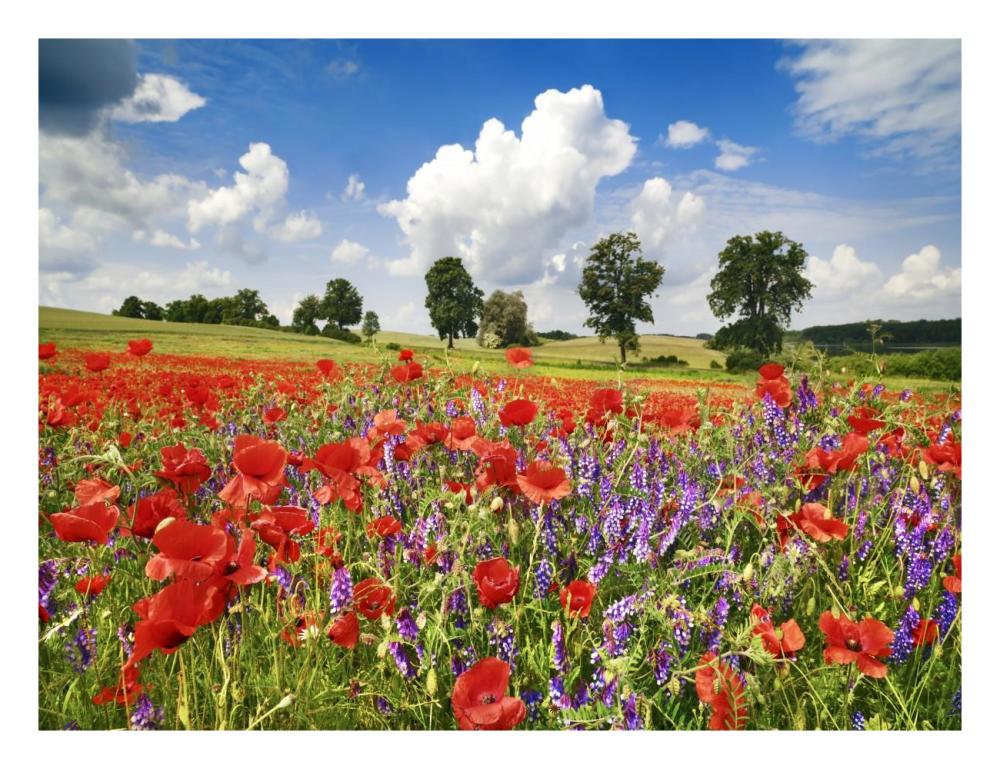 Poppies and vicias in meadow, Mecklenburg Lake District, Germany-Paper Art-26"x20"
