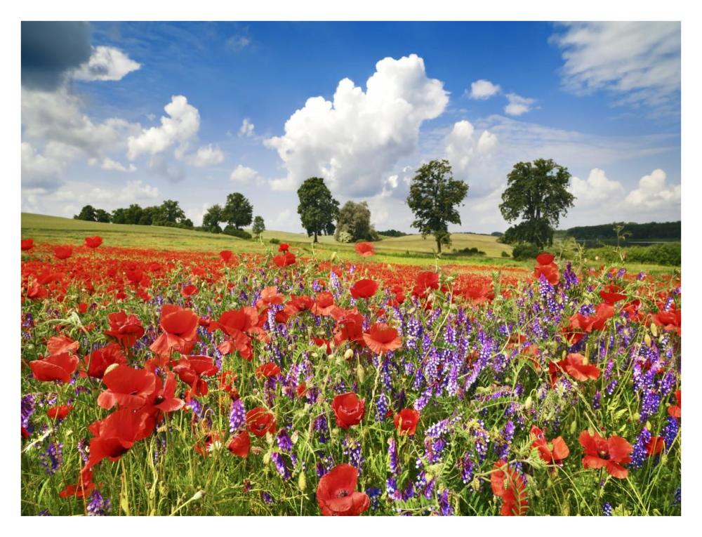 Poppies and vicias in meadow, Mecklenburg Lake District, Germany-Paper Art-34"x26"