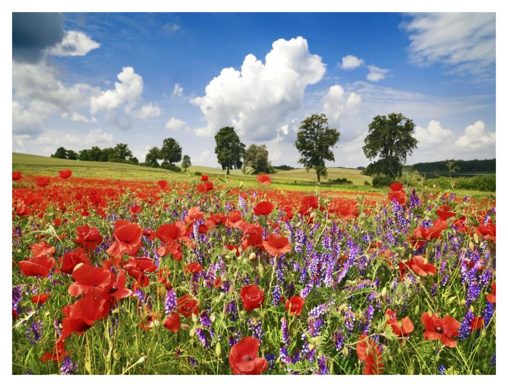 Poppies and vicias in meadow, Mecklenburg Lake District, Germany-Paper Art-42"x32"
