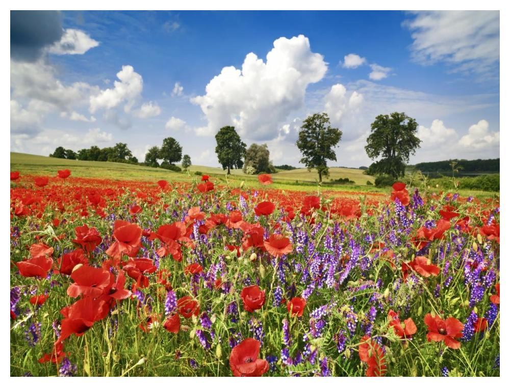 Poppies and vicias in meadow, Mecklenburg Lake District, Germany-Paper Art-50"x38"