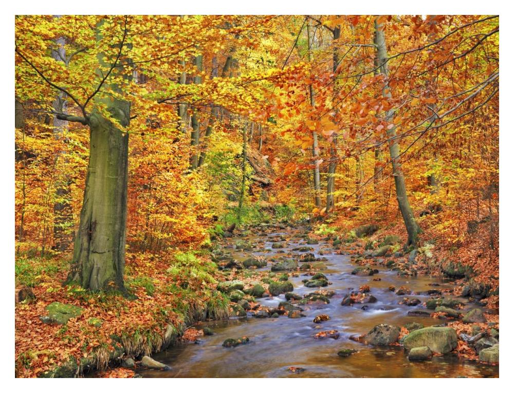 Beech forest in autumn, Ilse Valley, Germany-Paper Art-18"x14"