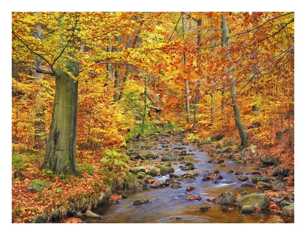 Beech forest in autumn, Ilse Valley, Germany-Paper Art-26"x20"