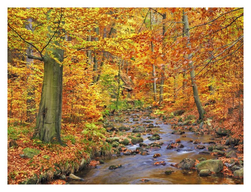Beech forest in autumn, Ilse Valley, Germany-Paper Art-34"x26"