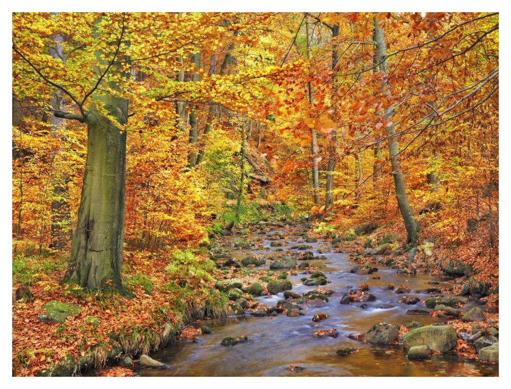 Beech forest in autumn, Ilse Valley, Germany-Paper Art-42"x32"