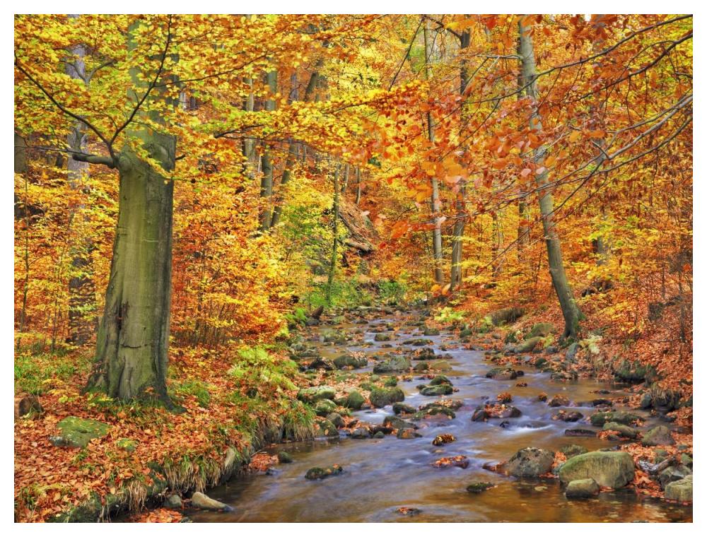 Beech forest in autumn, Ilse Valley, Germany-Paper Art-50"x38"