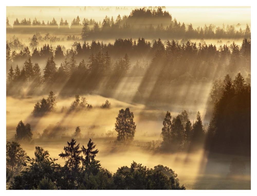 Fog impression at Sindelbachfilz, Bavaria, Germany-Paper Art-42"x32"