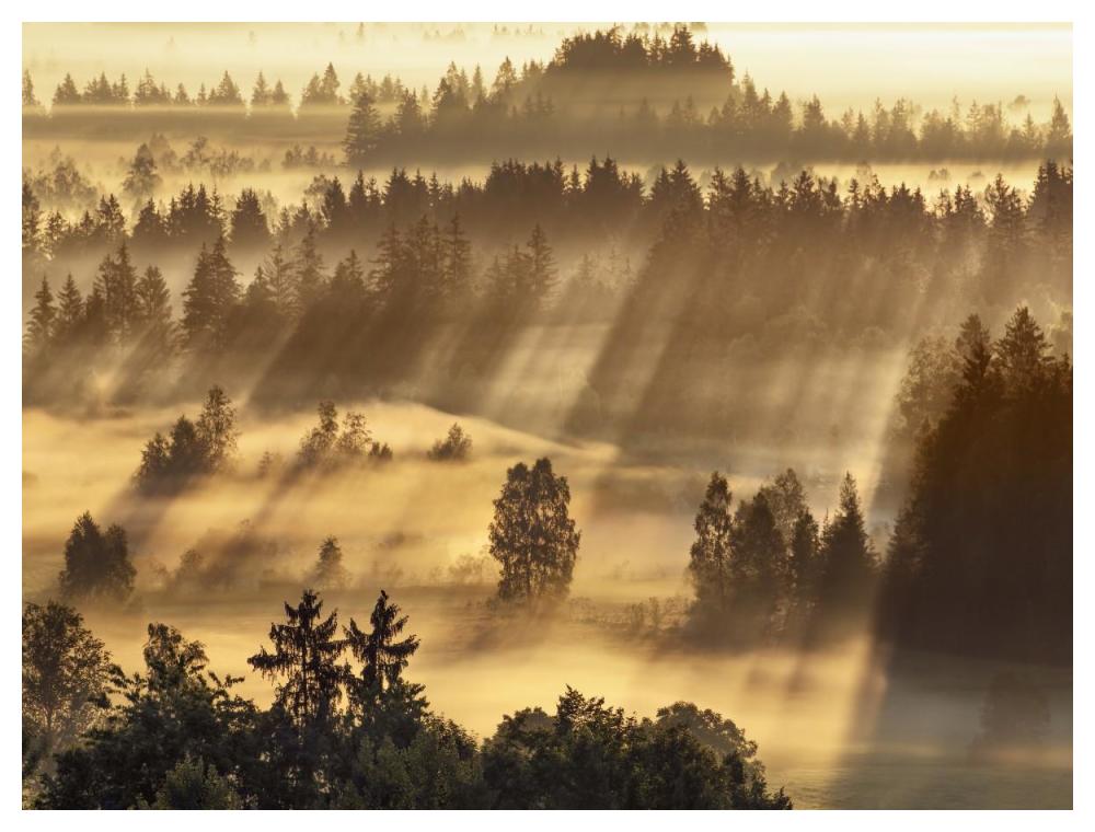 Fog impression at Sindelbachfilz, Bavaria, Germany-Paper Art-50"x38"