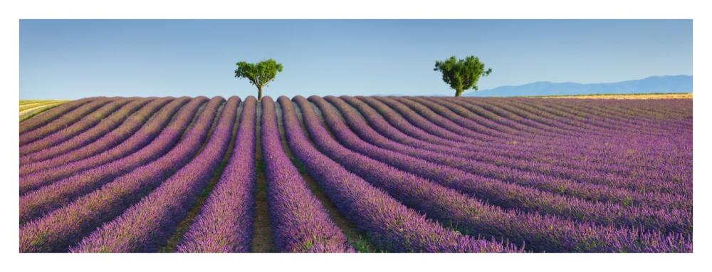 Lavender field, Provence, France-Paper Art-38"x14"