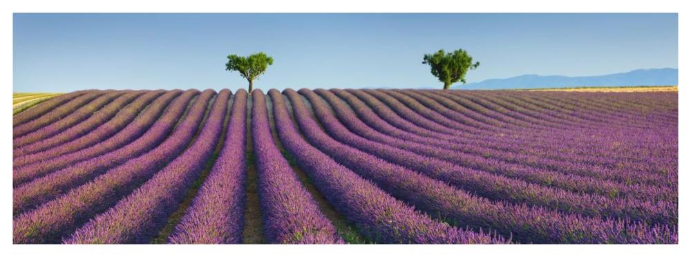 Lavender field, Provence, France-Paper Art-56"x20"