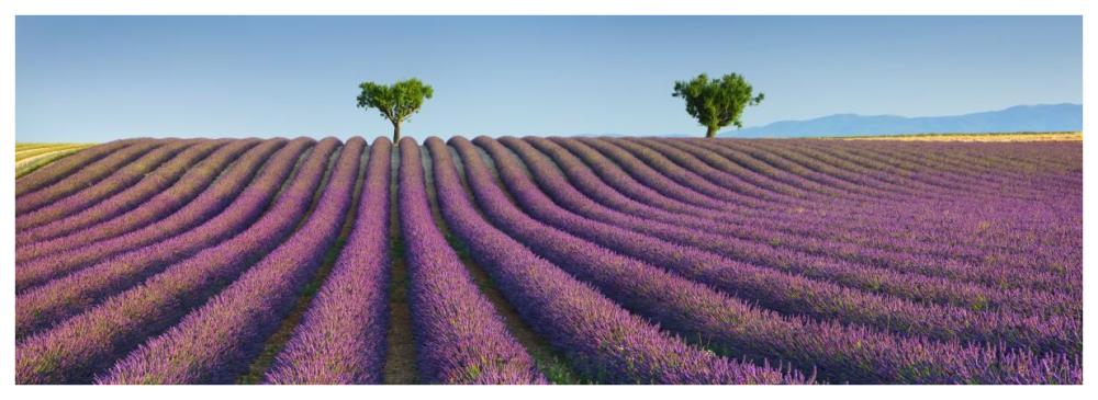 Lavender field, Provence, France-Paper Art-74"x26"