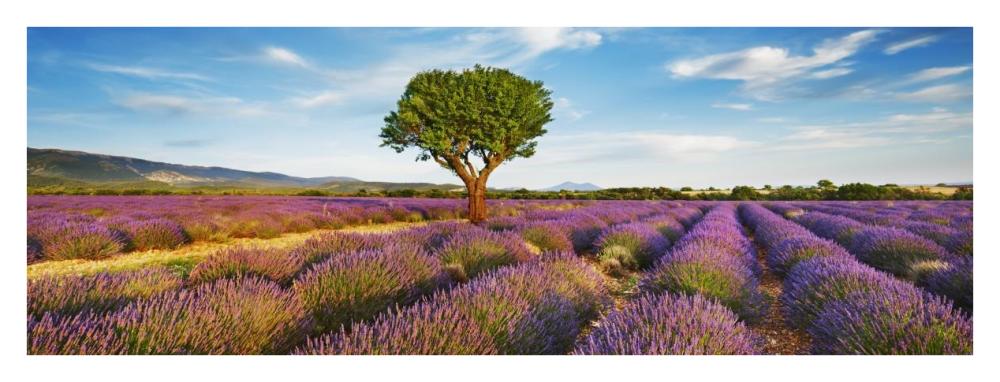 Lavender field and almond tree, Provence, France-Paper Art-38"x14"