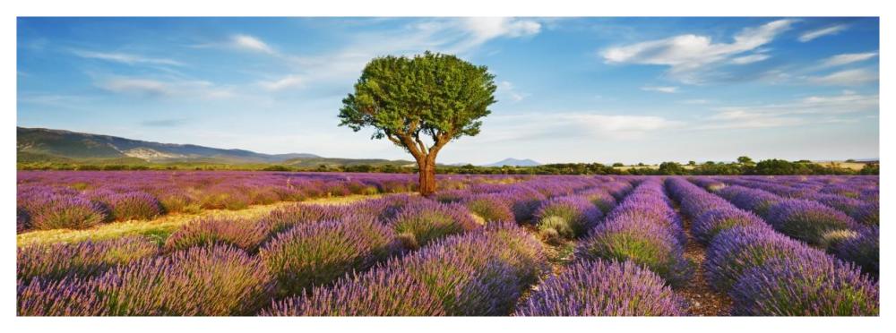 Lavender field and almond tree, Provence, France-Paper Art-56"x20"